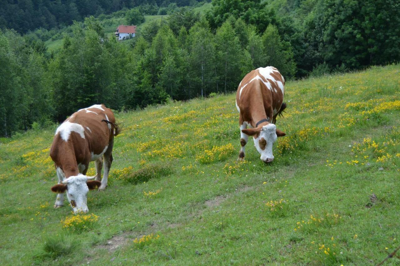 Bed and Breakfast Turizam Koturovic Ivanjica Exteriér fotografie
